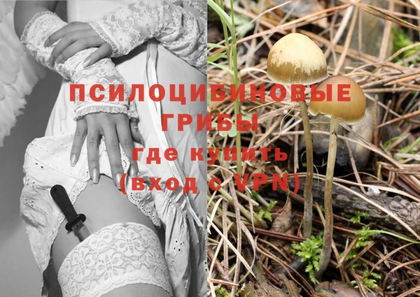 прущие грибы Александровское
