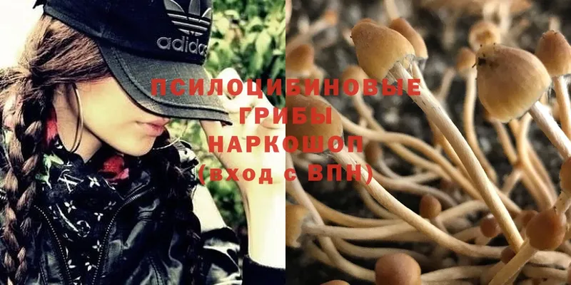 Псилоцибиновые грибы MAGIC MUSHROOMS Алзамай